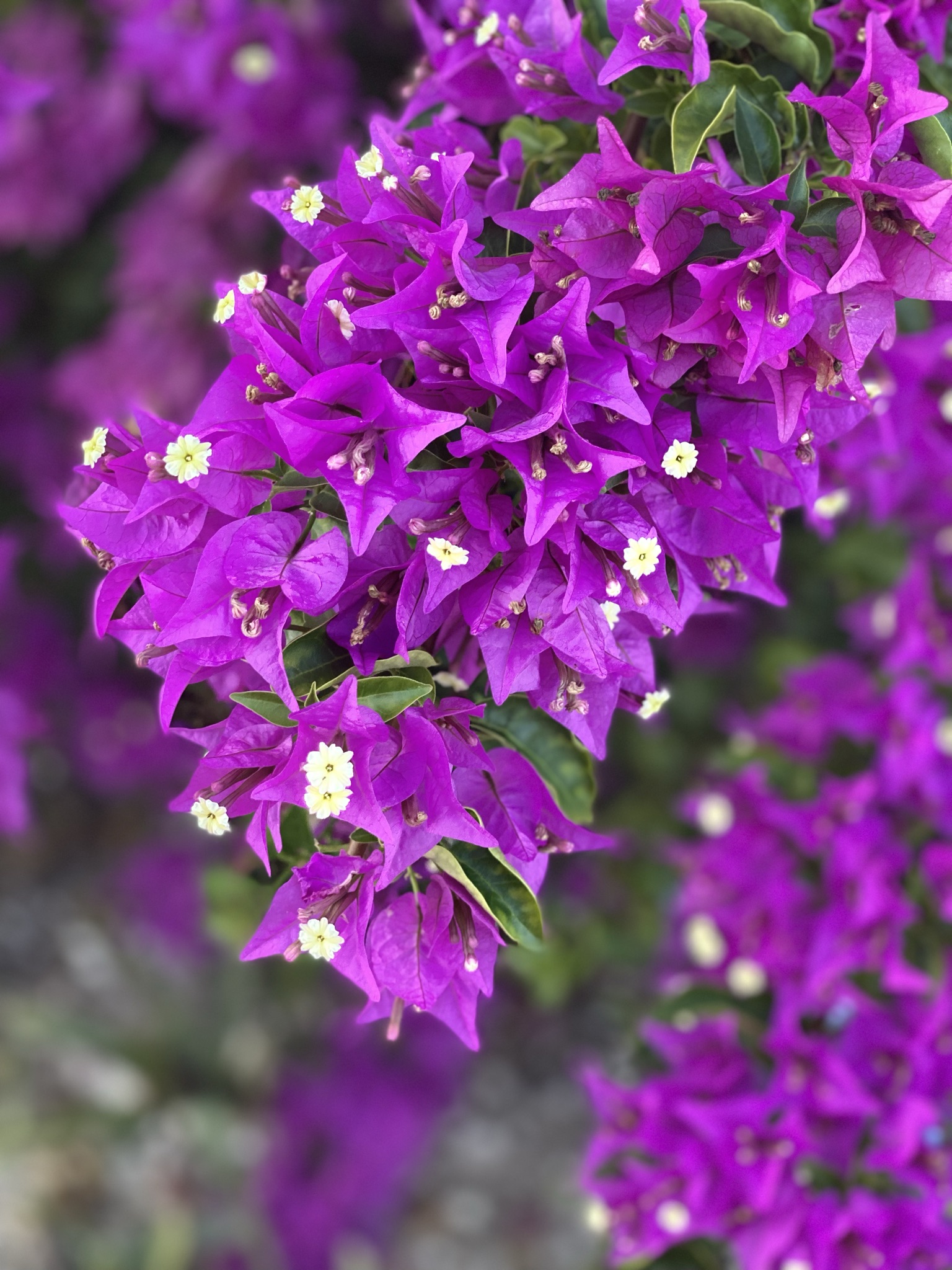 Amani-House-Exuma-10-flower-purple