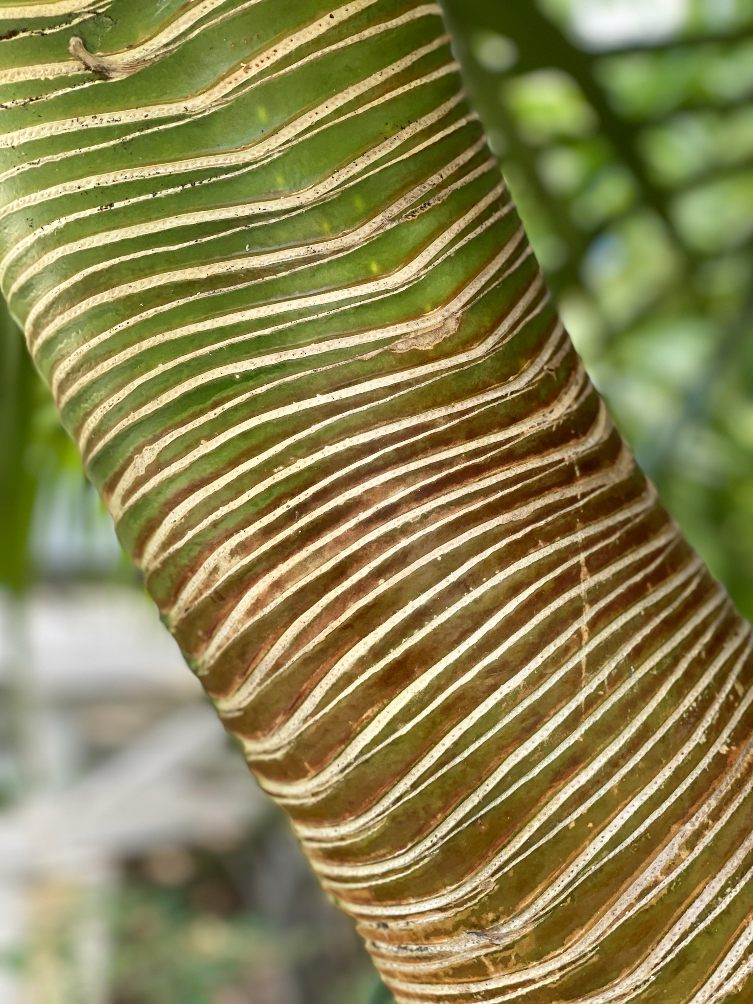 Amani-House-Exuma-11-plants