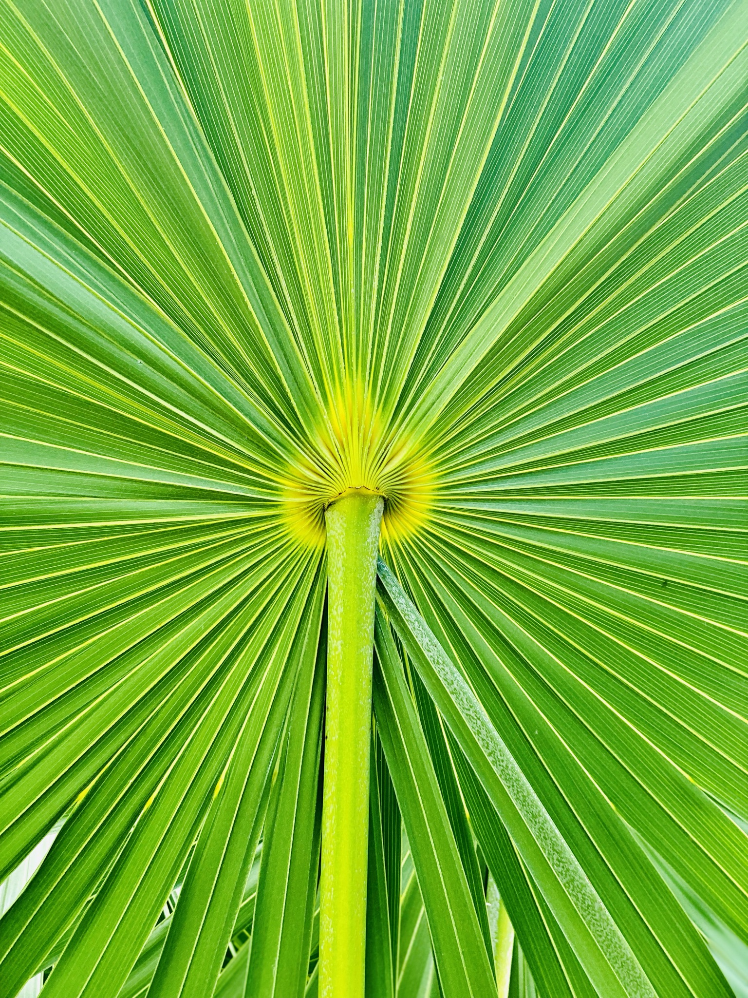 Amani-House-Exuma-12-biggest-leaf