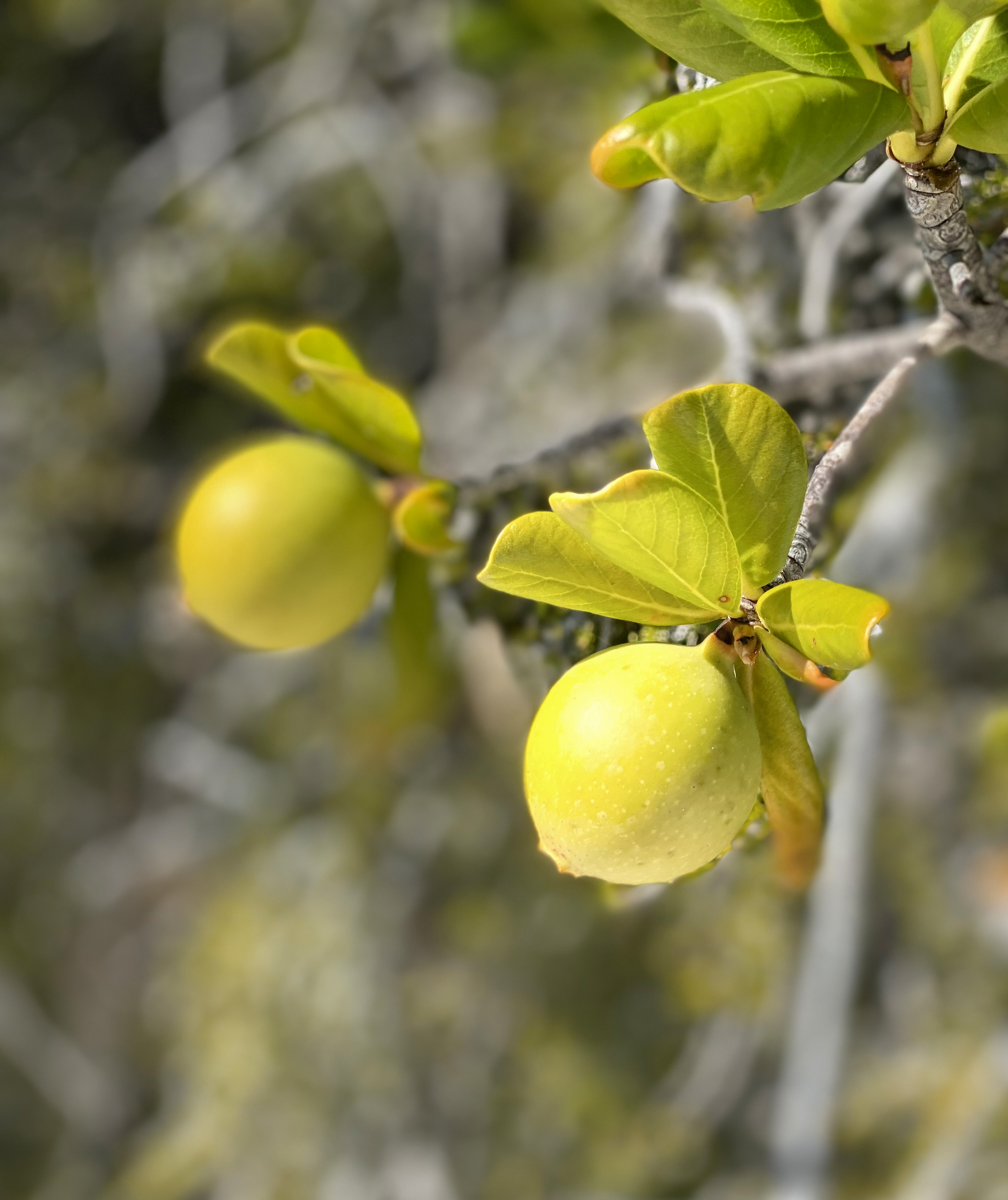 Amani-House-Exuma-4-lemons