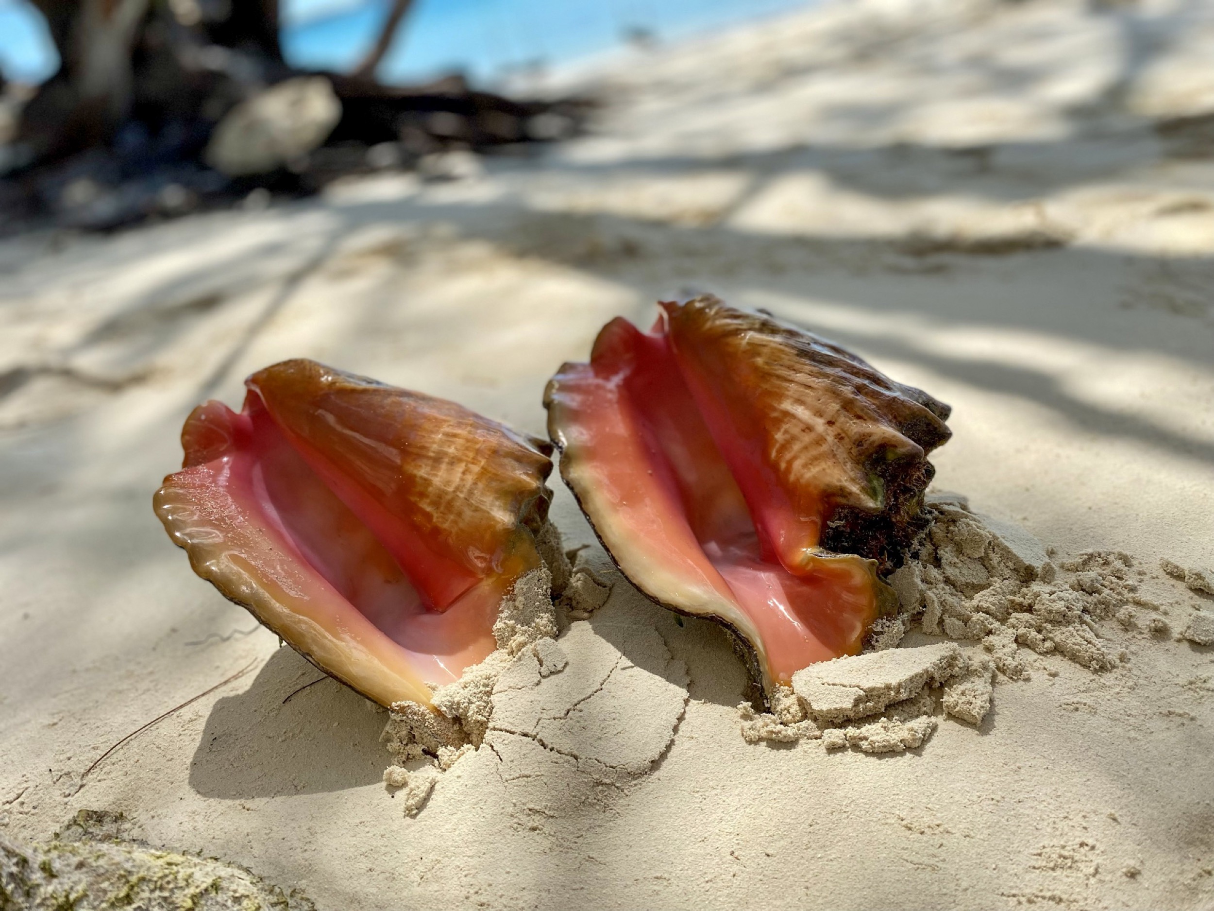 amani house bahamas seashells