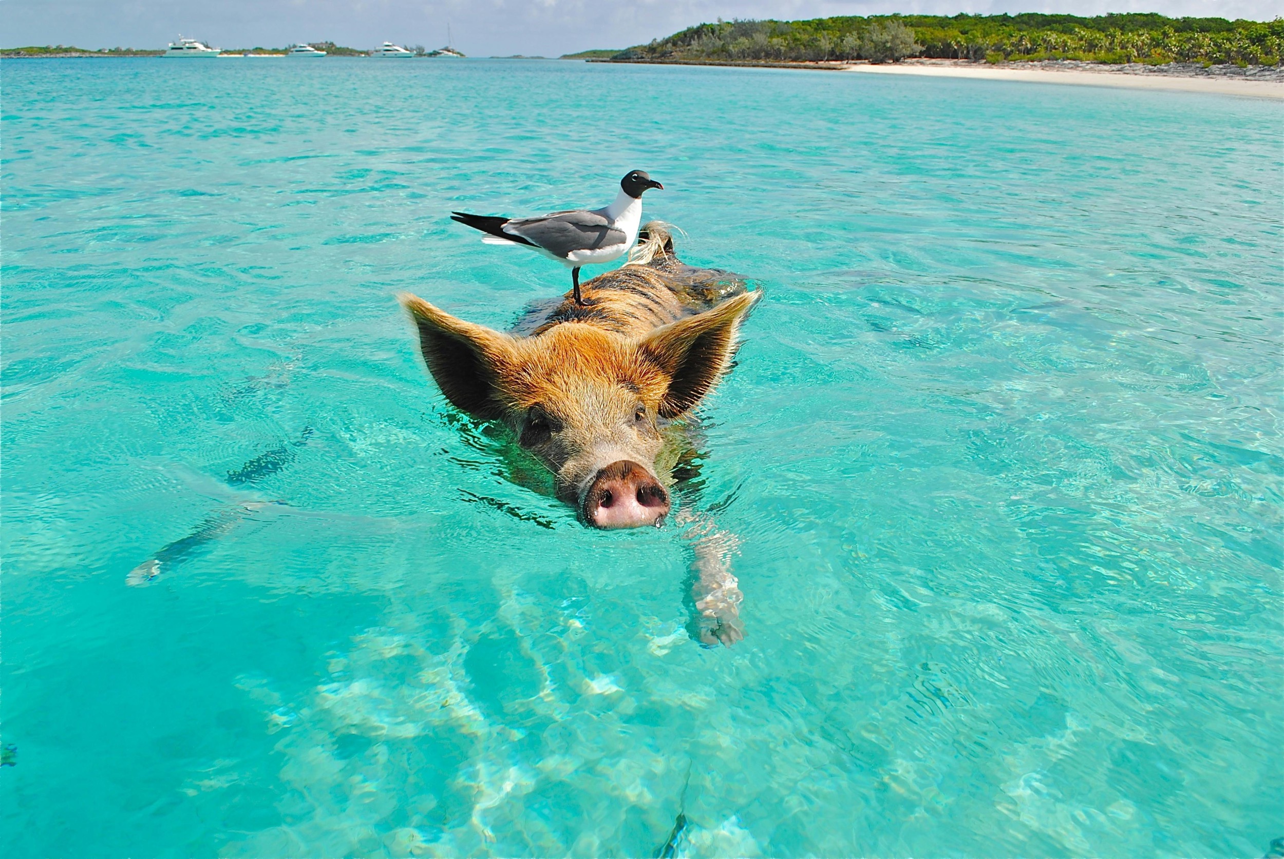 beach pigs of exuma