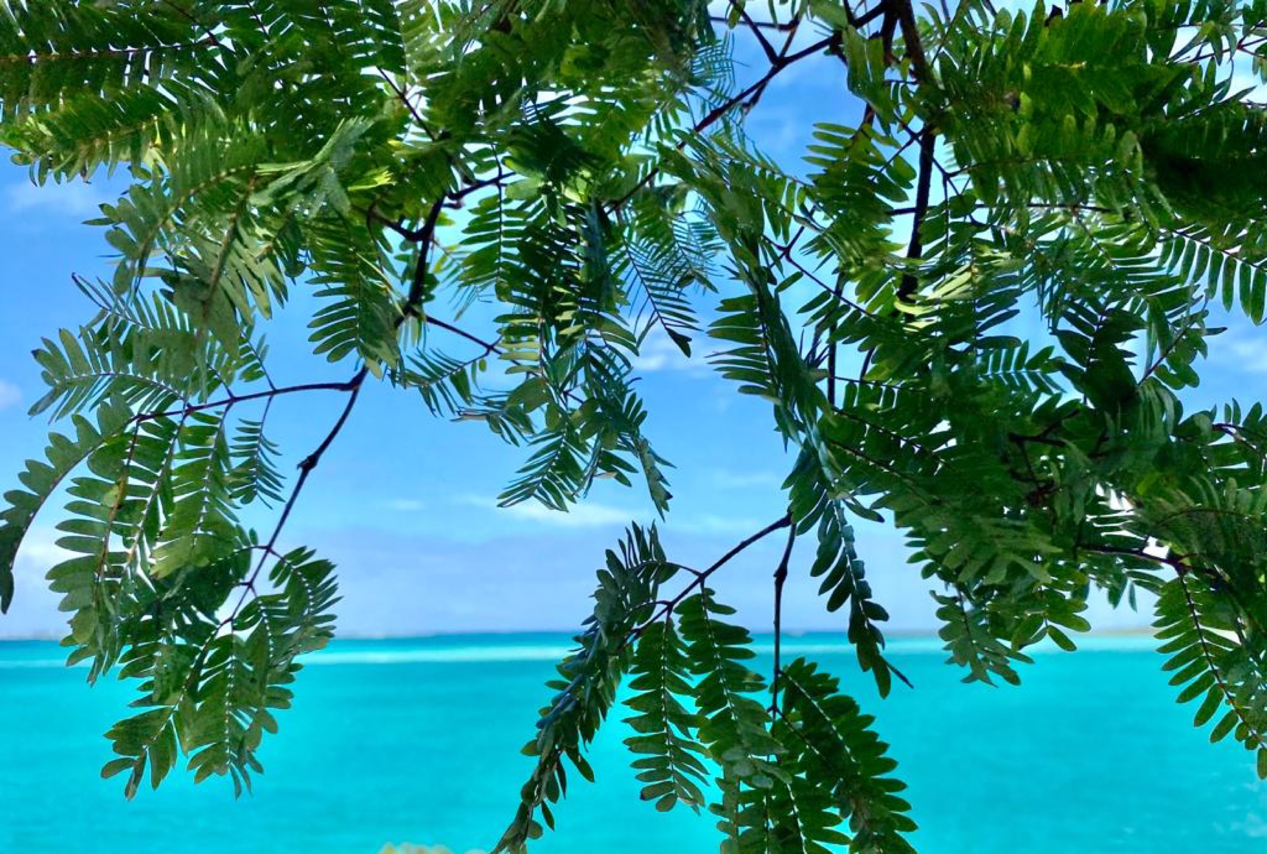 blue ocean tree greens