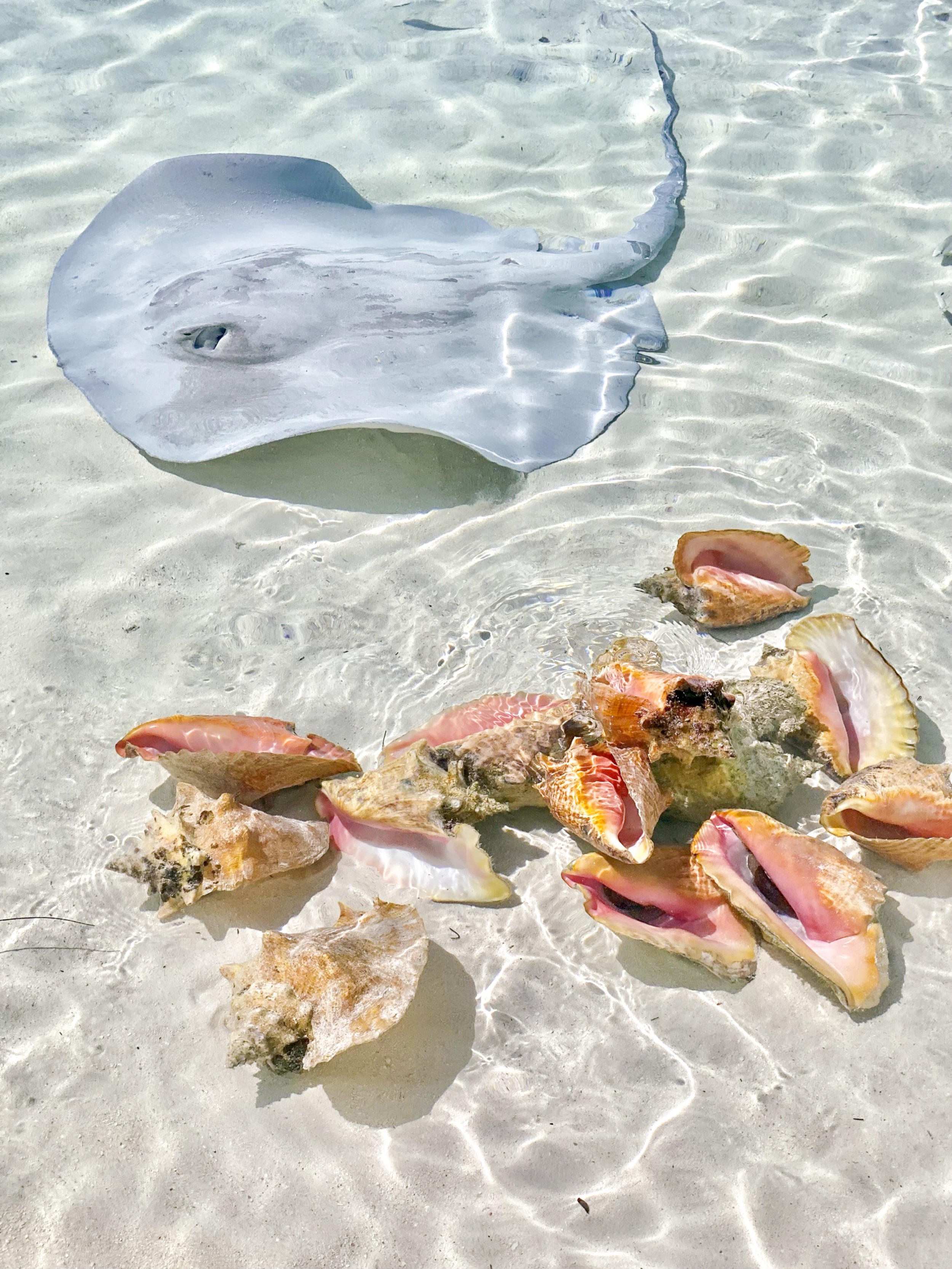 stingray-and-shells-beach