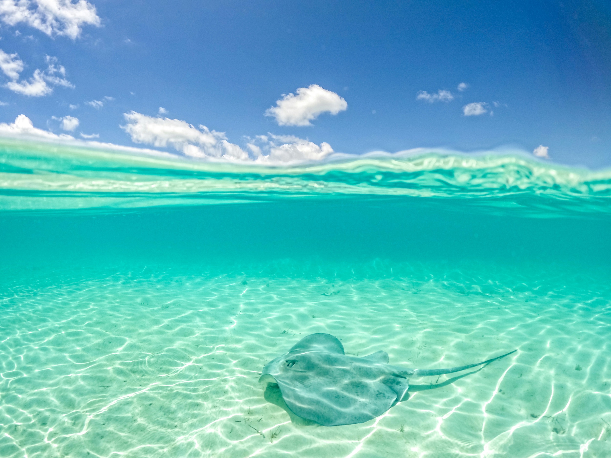 stingray swimming in blue sea exuma