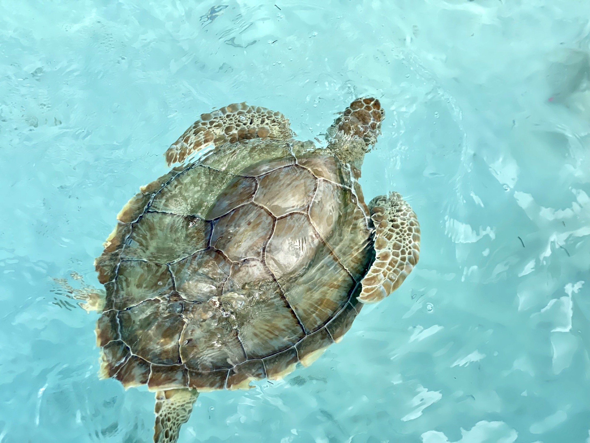 turtle in turquiose water exuma