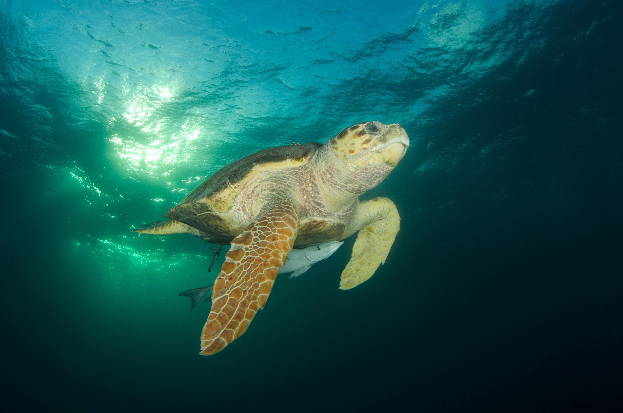turtle swimming in ocean exuma